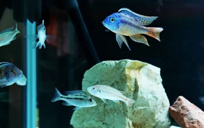 Comment choisir la bonne population pour votre aquarium d’eau douce ?