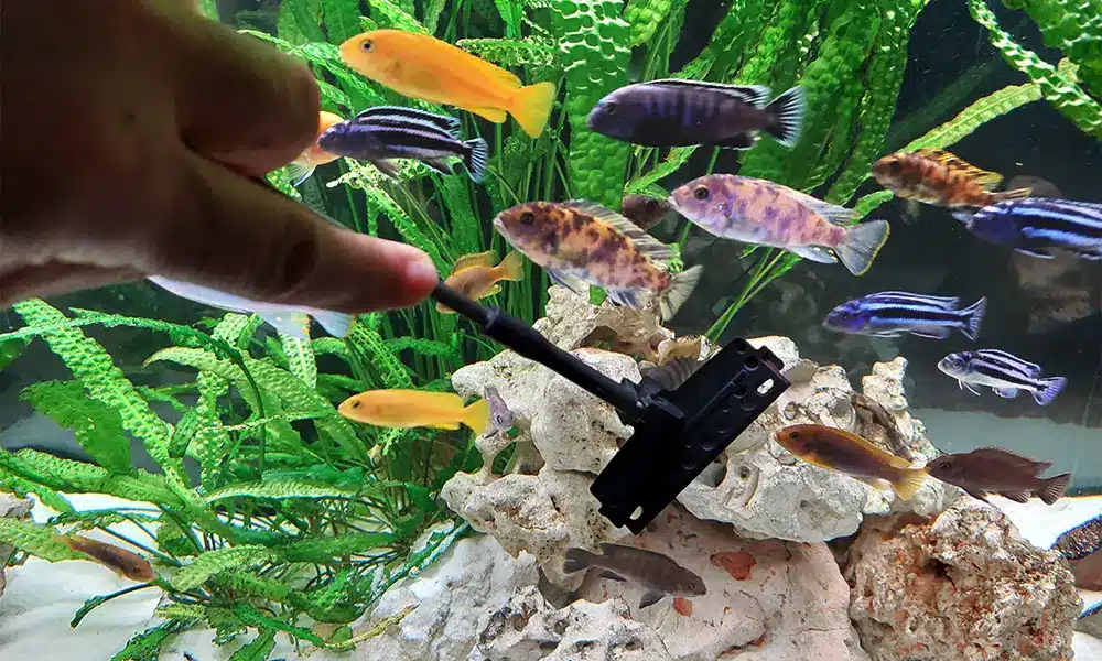 nettoyage aquarium bis 1000x600 Aquarium Parfait