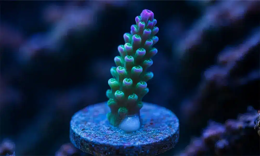 Colle à coraux ter 1000x600 Aquarium Parfait Colle à coraux