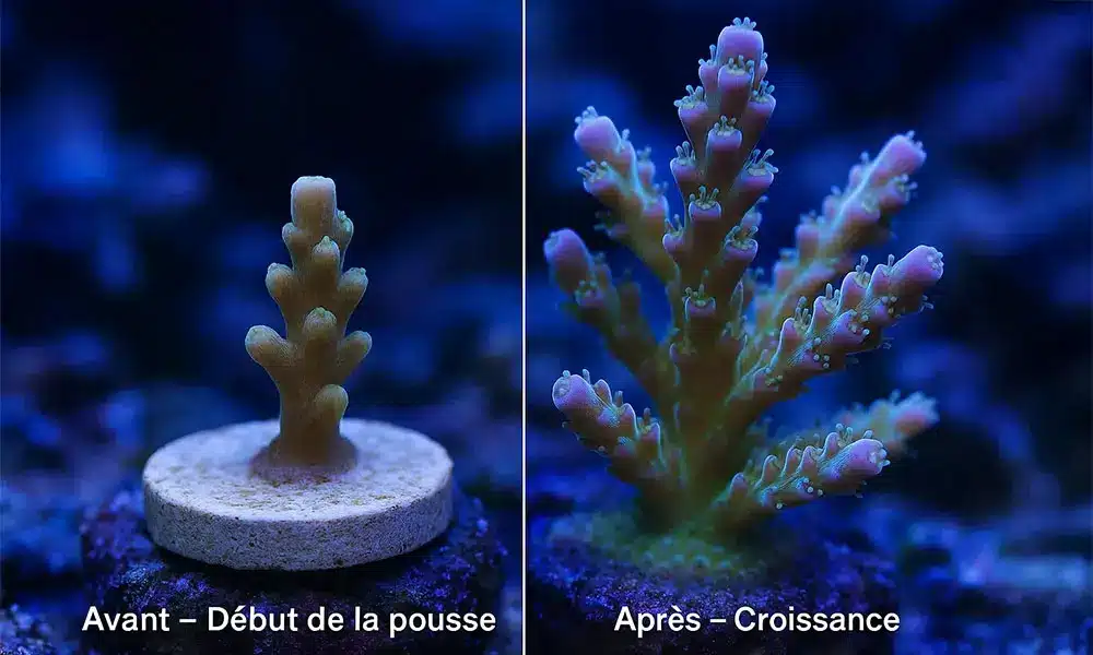 Supplémentation récifal quater 1000x600 Aquarium Parfait Complémentation Supplémentation aquarium récifal
