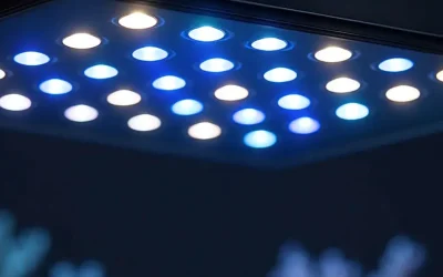 Éclairage récifal : quelles LED ? Quelle intensité et quels réglages pour quels coraux ?