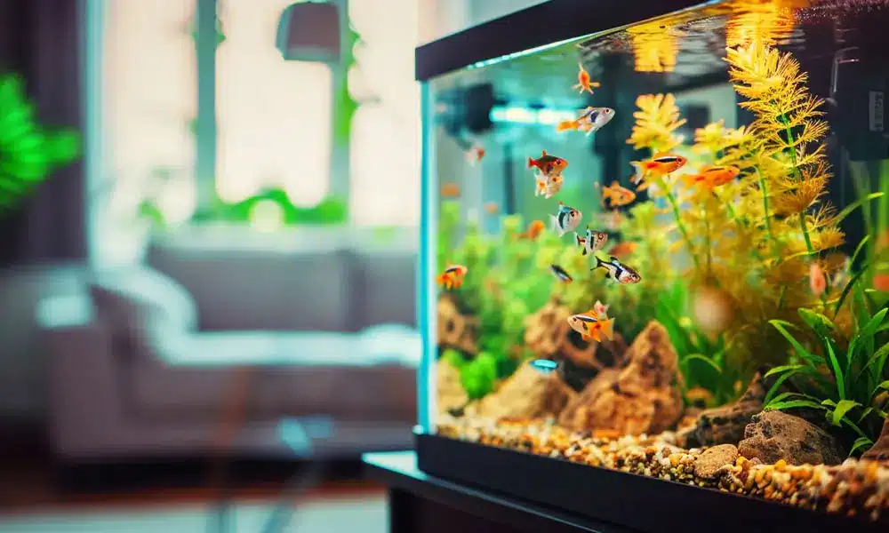 Aquarium Parfait