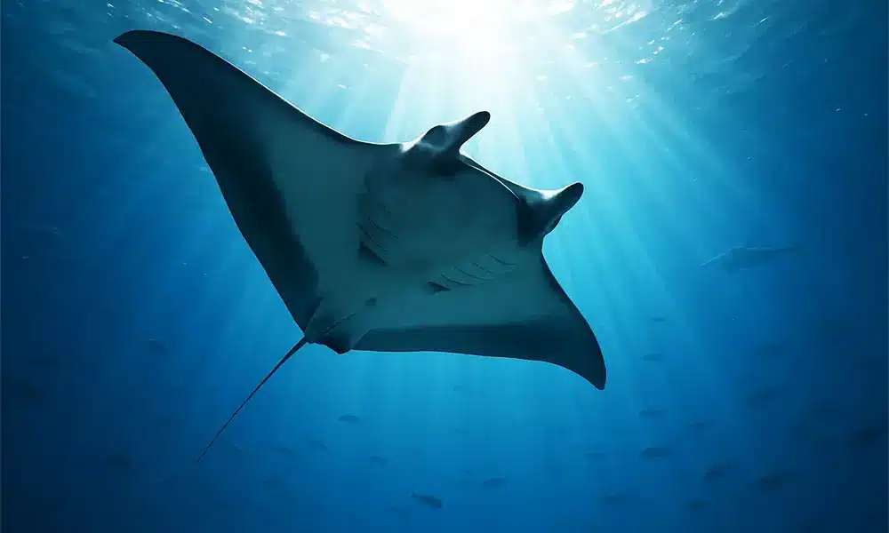 les plus grands aquariums du monde