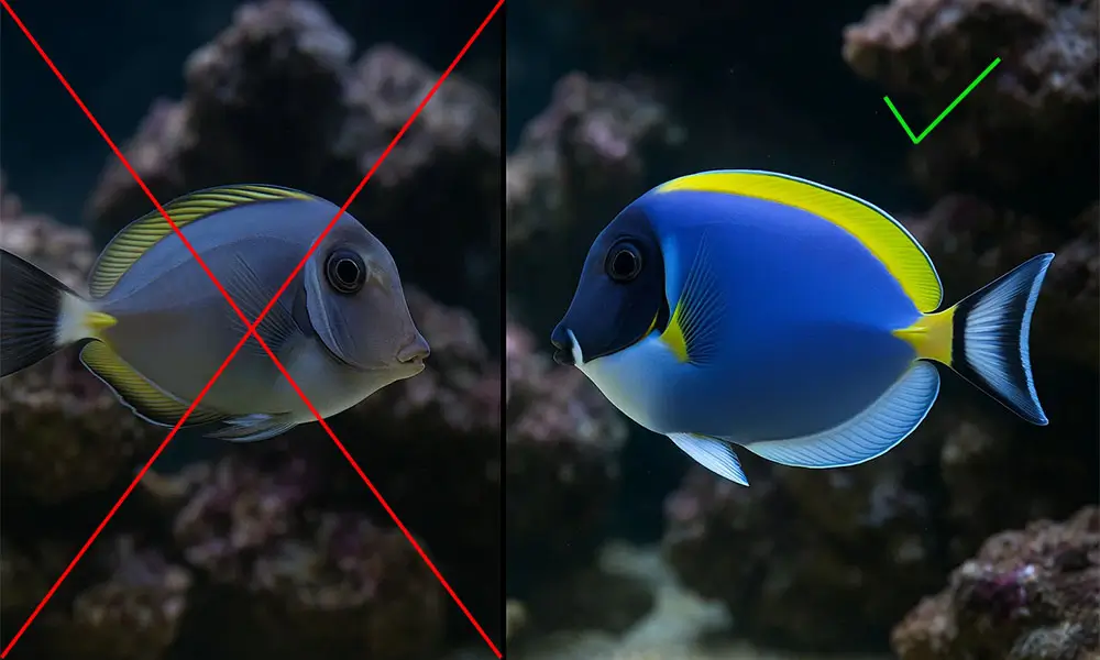 Aquarium Parfait comment reconnaitre un poisson en bonne santé