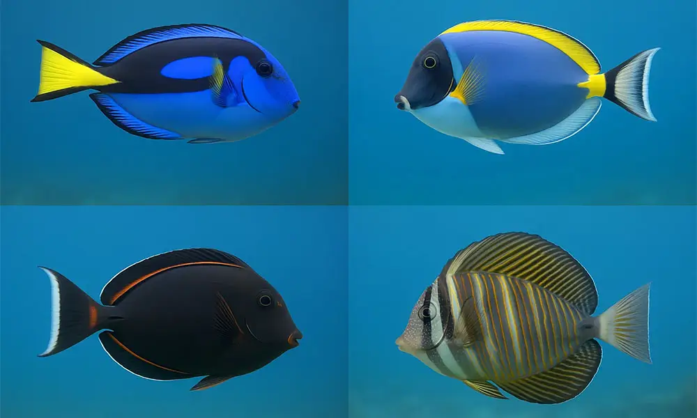 poissons aquarium eau de mer Aquarium Parfait poissons aquarium marin