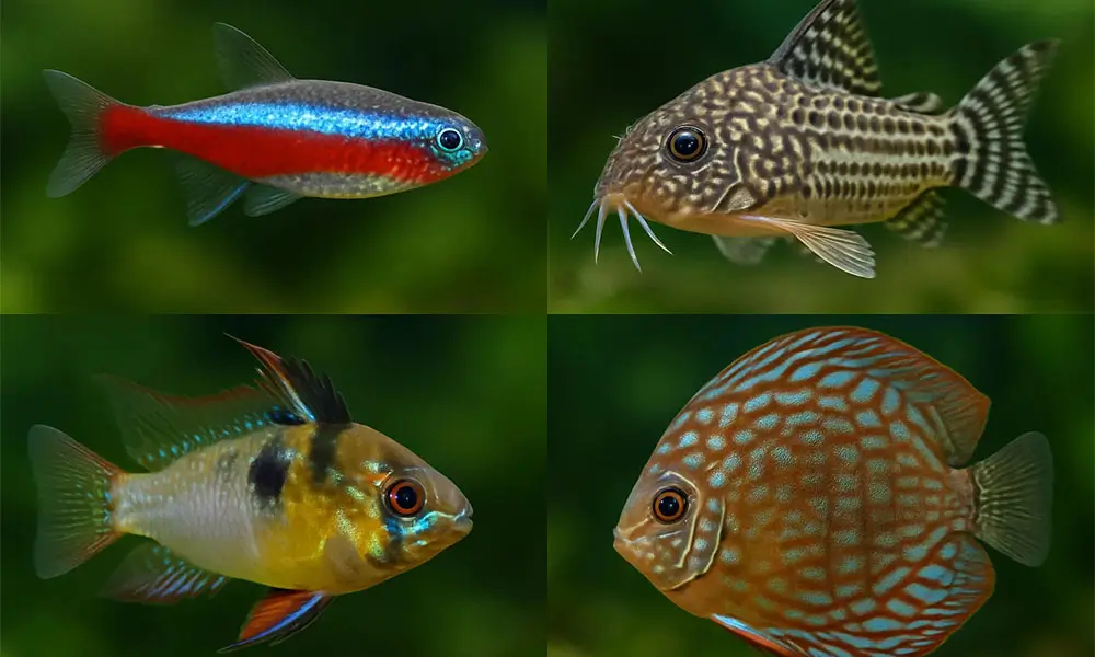 Aquarium Parfait Poissons d'eau douce