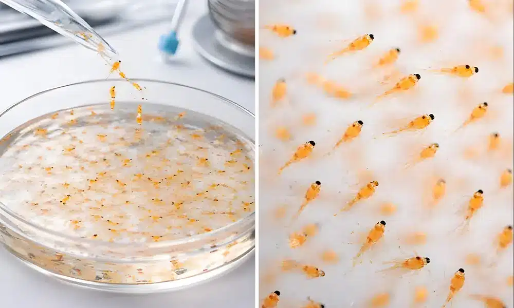 Aquarium Parfait Artemia salina adulte