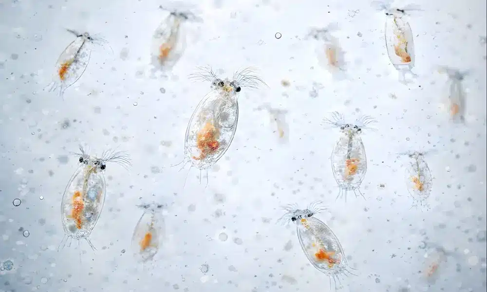 Aquarium Parfait Nourriture vivante rotiferes