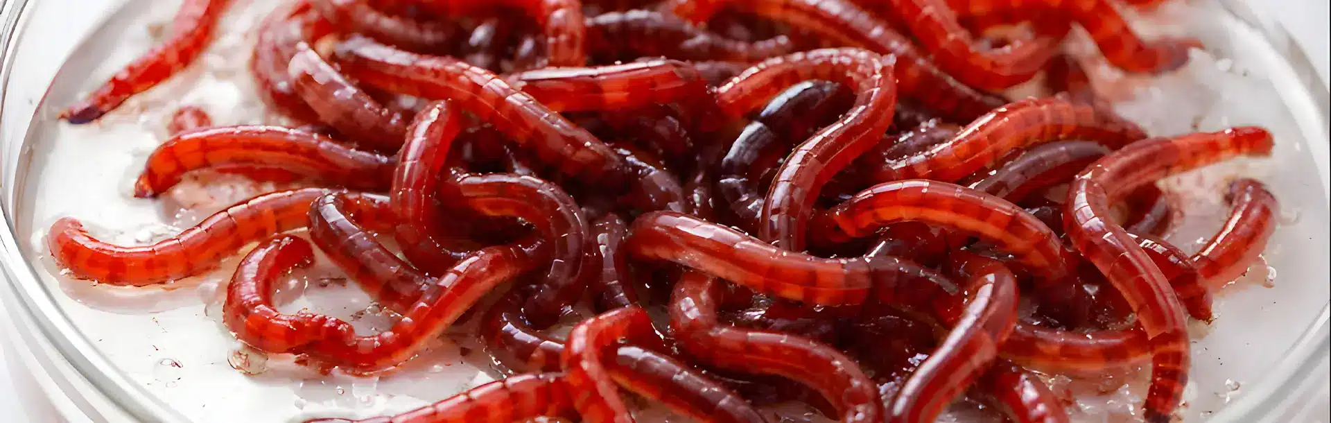 Bannière blog Nourriture vivante Nourriture vivante en aquariophilie : bonne ou mauvaise idée ?