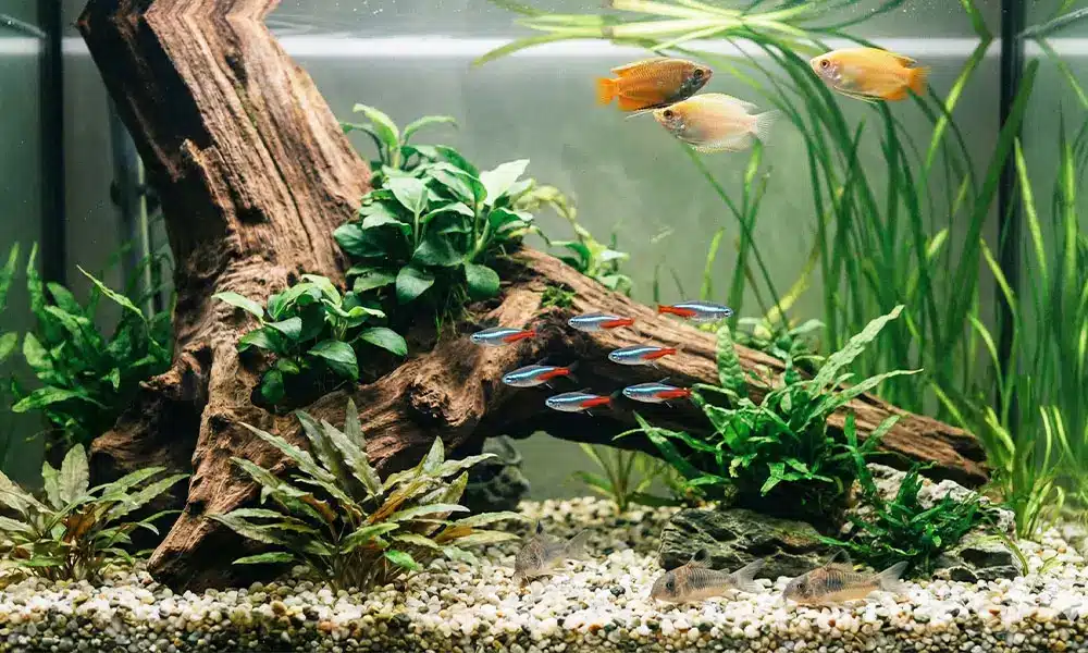 Plantes aquarium eau douce Aquarium Parfait