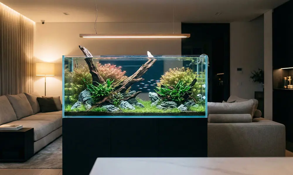 Plantes aquarium demo Aquarium Parfait