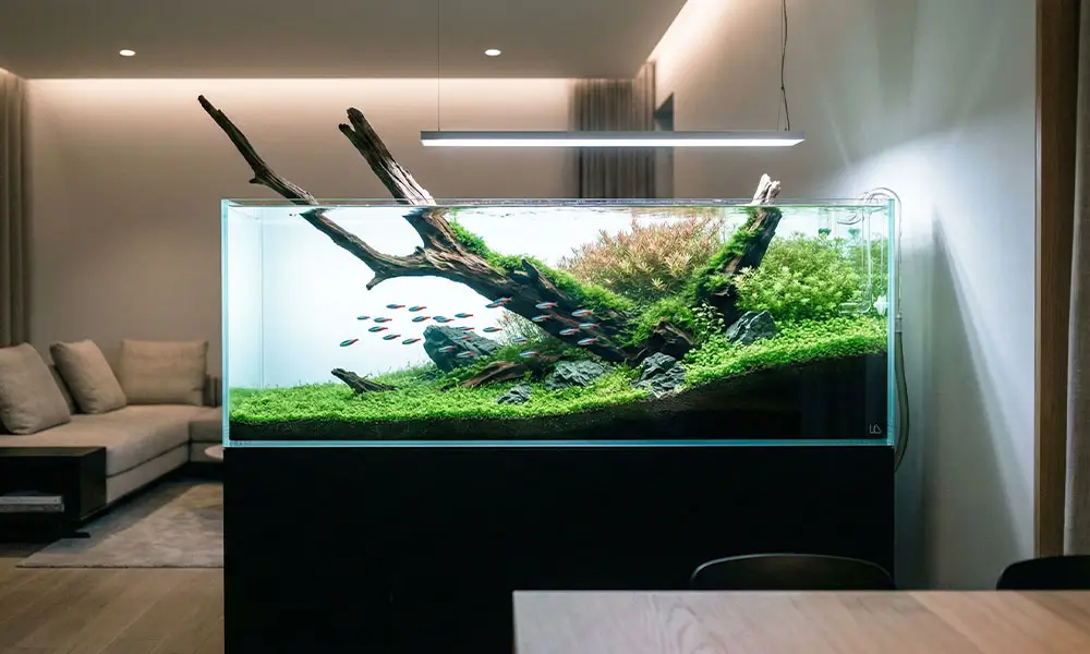 Plantes d'aquarium Aquarium Parfait