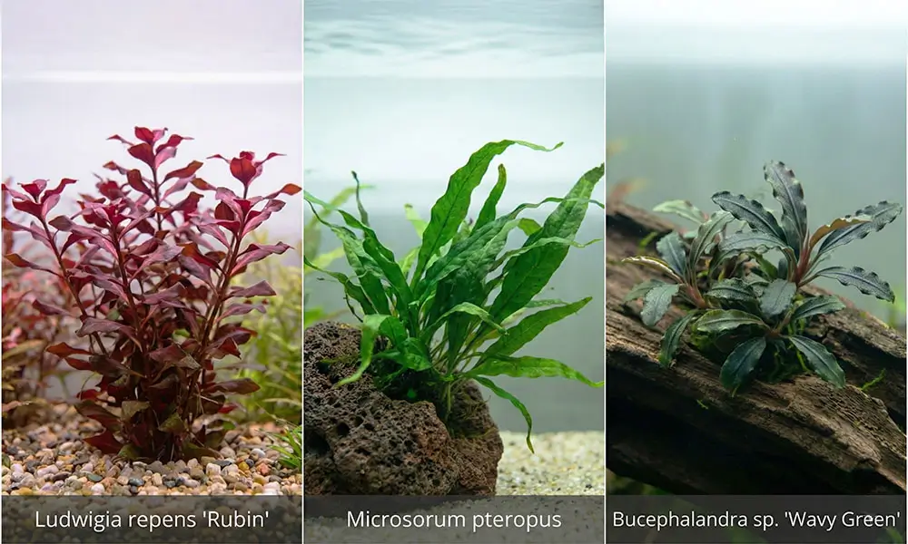 Plantes aquarium d'eau douce Aquarium Parfait