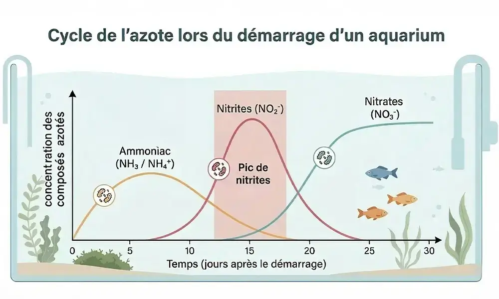 cycle de l'azote aquarium Pic de nitrites