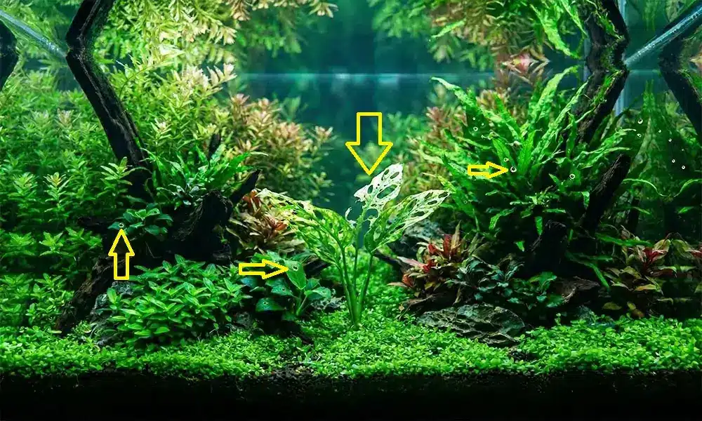carence potassium Aquarium Parfait