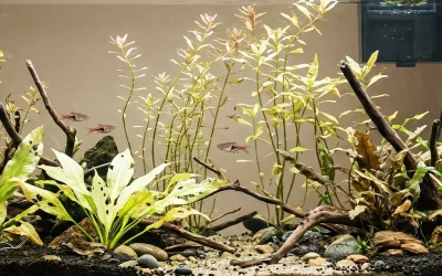 Pourquoi mes plantes d’aquarium ne poussent pas ? 7 causes à vérifier