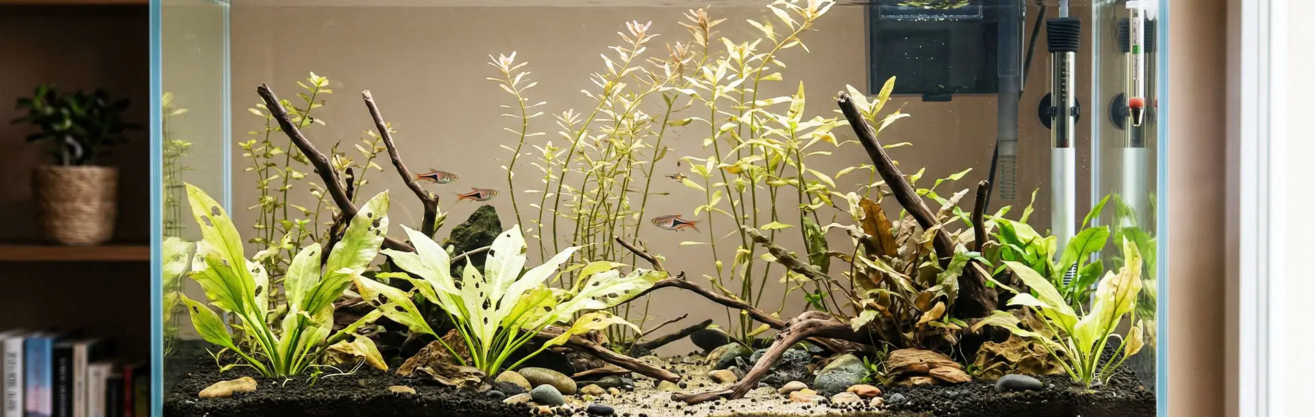 pourquoi mes plantes d'aquarium ne poussent pas